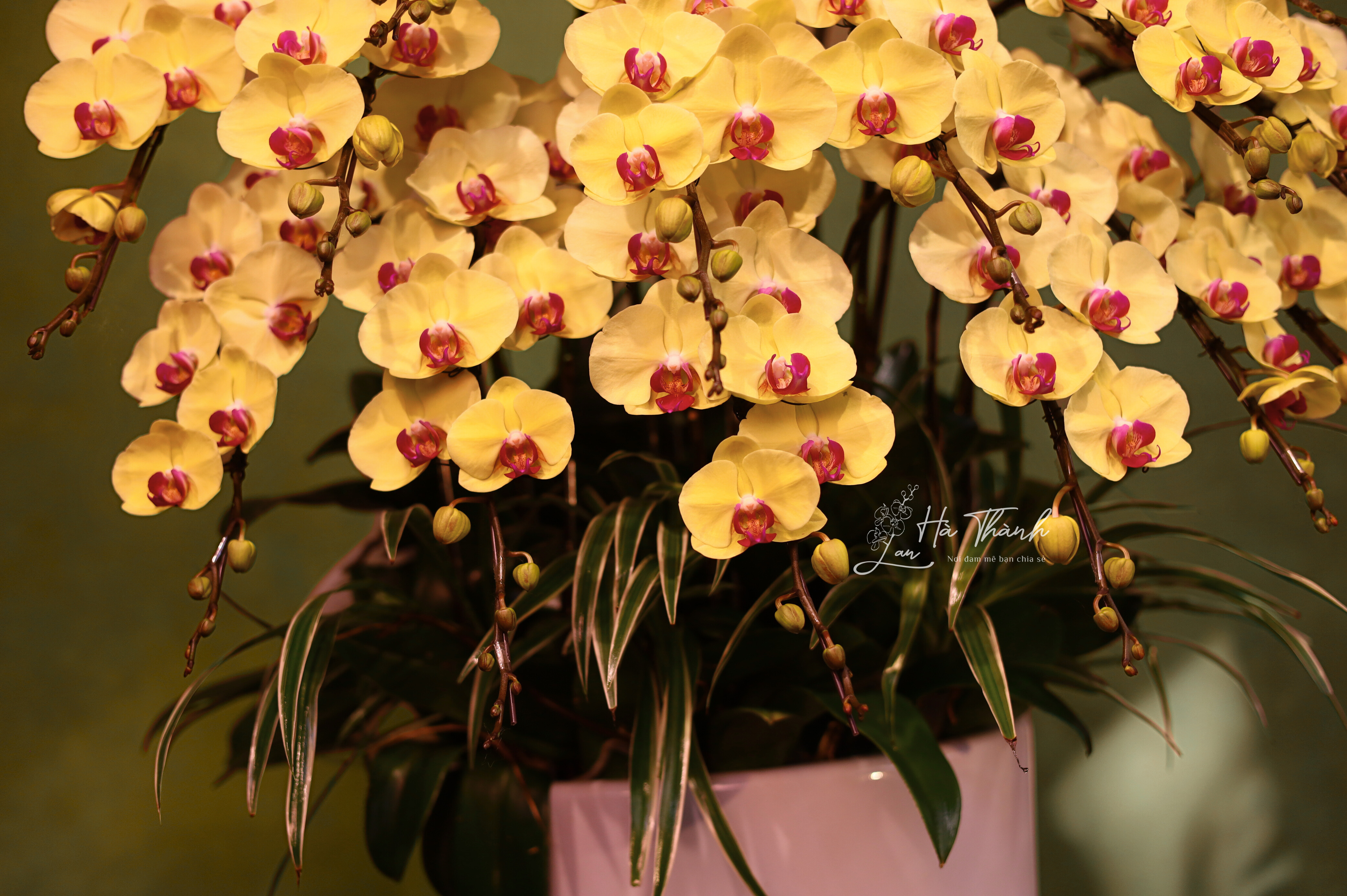 Chậu Lan Hồ Điệp vàng cao cấp – Lựa chọn hoàn hảo cho quà tặng &amp; trưng bày